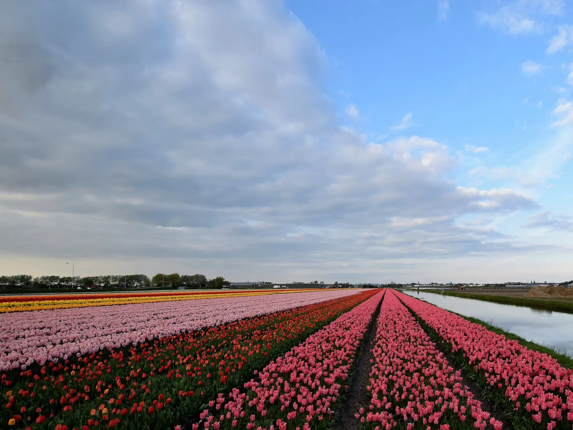 De bollenvelden in bloei