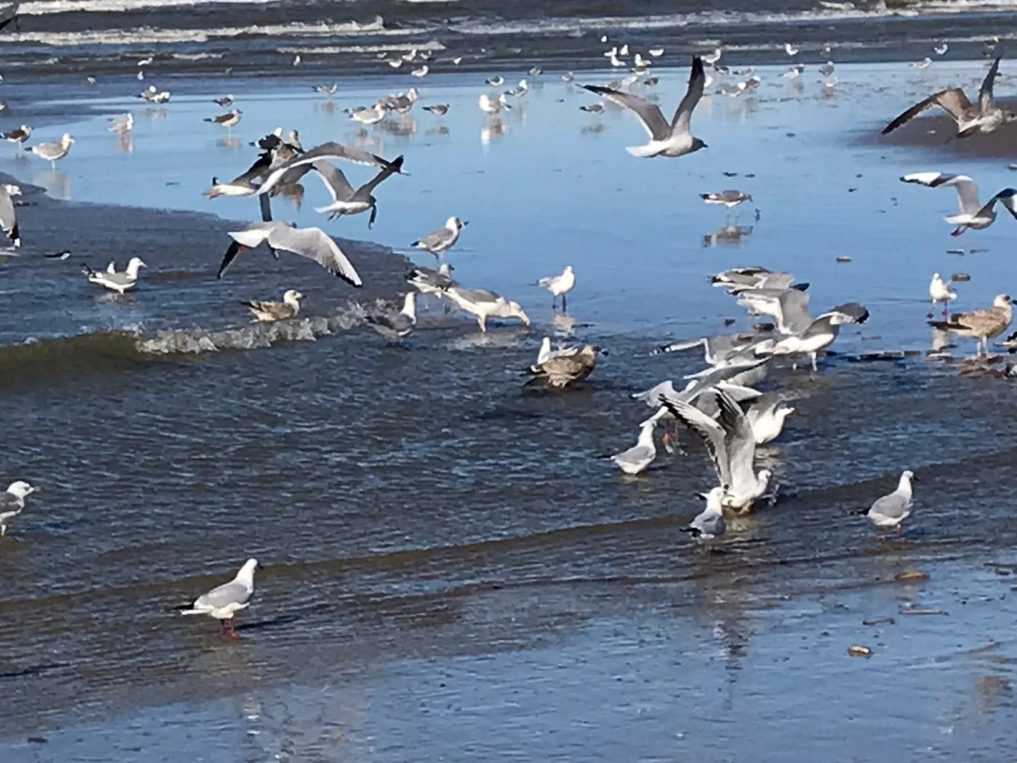 Meeuwen op het natte strand